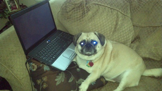 Toby