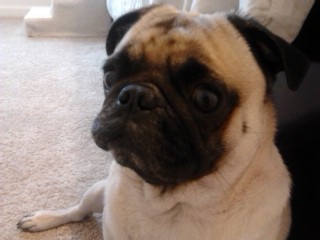 Buddy
