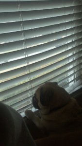 Toby