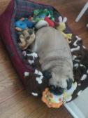 Toby