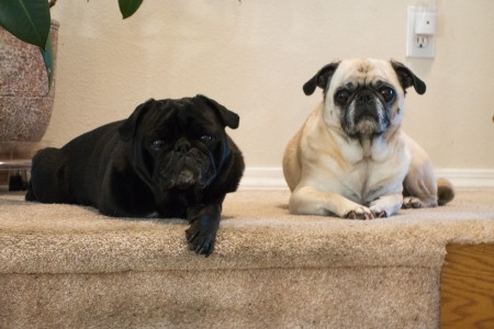 Brandy & Thor watching dad get ready for work