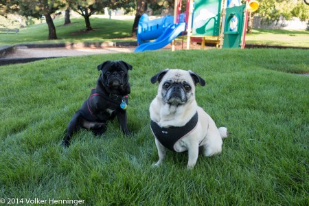 Thor and Brandy