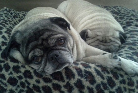 Pugsley & Diago