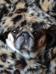 Pug In Leopard