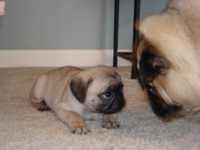 Baby Josie Meets Her Brother Napoleon