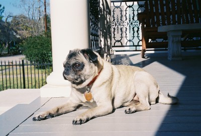 Chelsea Relaxing on the Porch