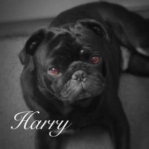 Harry the Pug