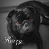 Harry the Pug