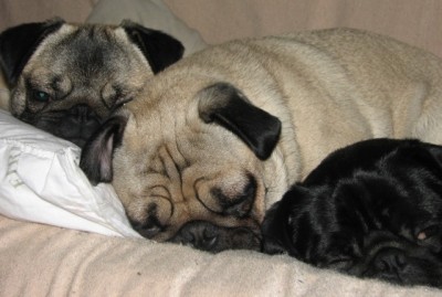 Three Pug Night