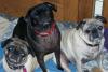 3 M Pugs