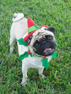 Santa's Little Helper