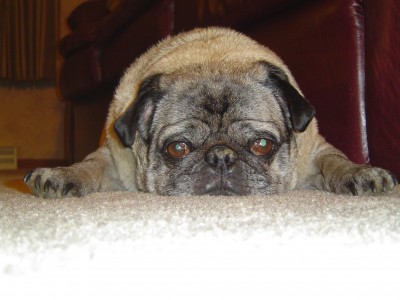 Pug at Rest