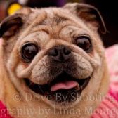 darlas professional photo
