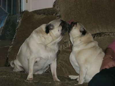 Pugs and Kisses to everyone from Rocky and Adrian