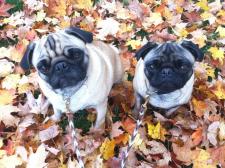 Fall is here!