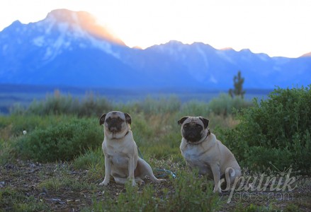 Traveling Pugs