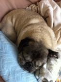 sleep, baby, sleep