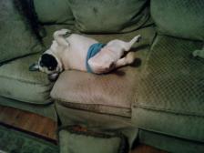 Toby