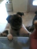 Abby