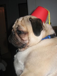 Shriner Pug