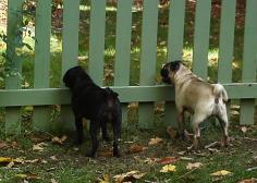 Ain't nothing cuter than a pug butt
