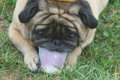 Doggy ice-cream madness...