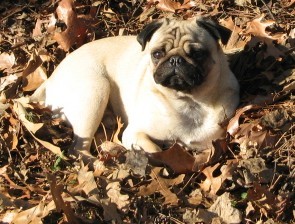 Pug in the Wild