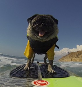 Surfing Pug