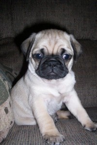 BRUTUS