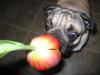 Pretty Tulip