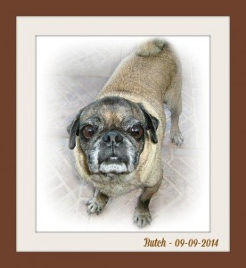 Butch my foster