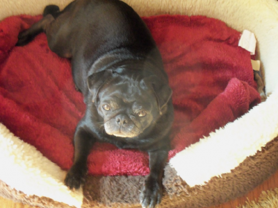 CoCo in her comfy bed