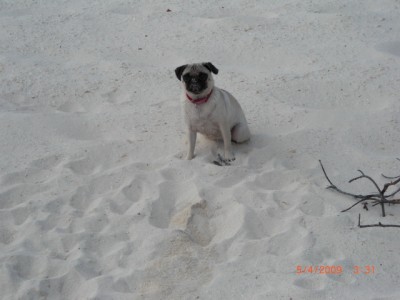 fifi at the beach