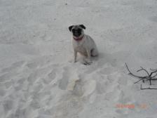 fifi at the beach