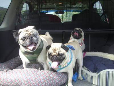 Wanna go for a Ride??