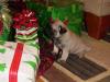 Christmas Puggy