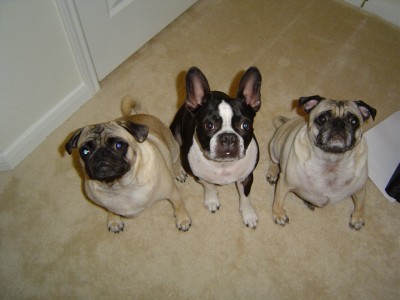 Ernie, Buster, and Murry