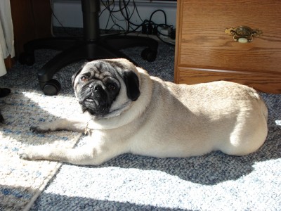 Boots sunbathing