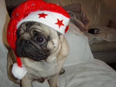 Christmas Pug