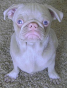White pug with blue eyes 2025