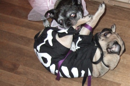 Fairy Princess kicks Pug Skeleton's butt!