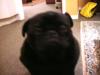 The inquisitive pug