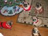 Santa please visit us soon!