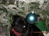 Bindi's 1st Christmas