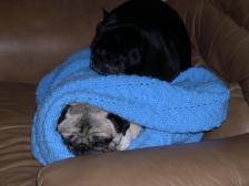Pug Bunk Bed