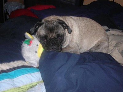 Hank napping with his favorite puff ball.