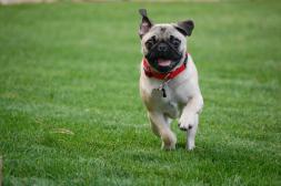 Running Pug!