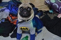 batpug