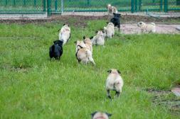 Pugs on the Run!