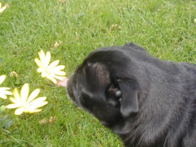 Libby in the daisies